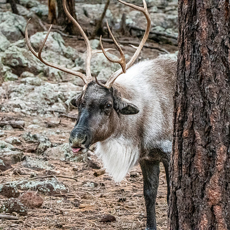 Finnish forest reindeer