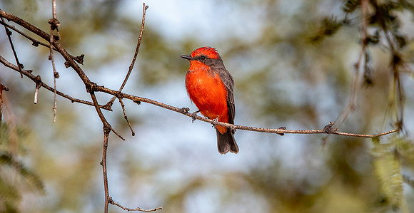 Vermillion flycatcher