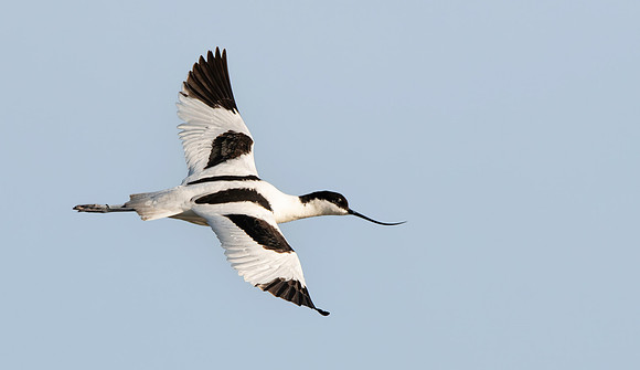 Pied avocet