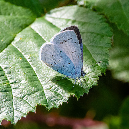 Holly blue butterfly