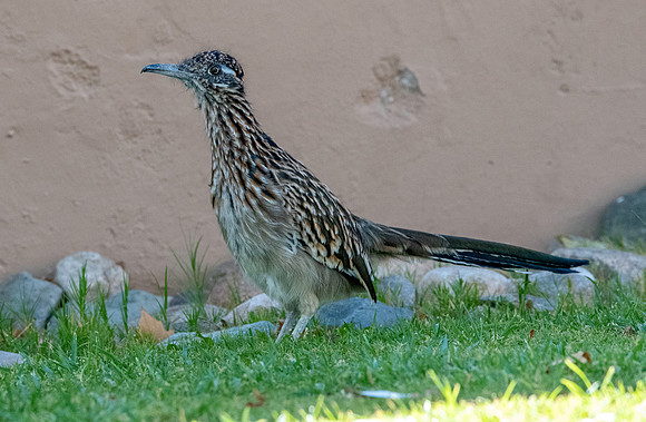 Greater roadrunner