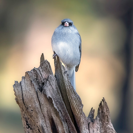 Dark eyed junco (grey headed)