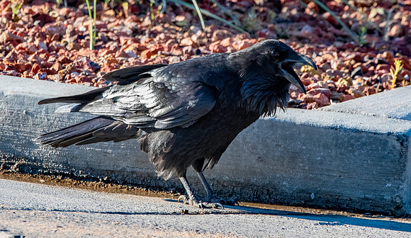 Raven