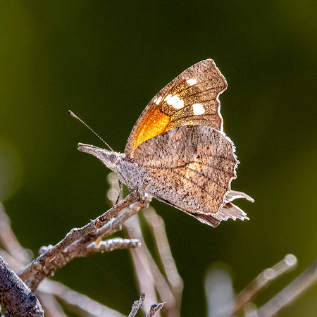 American snout