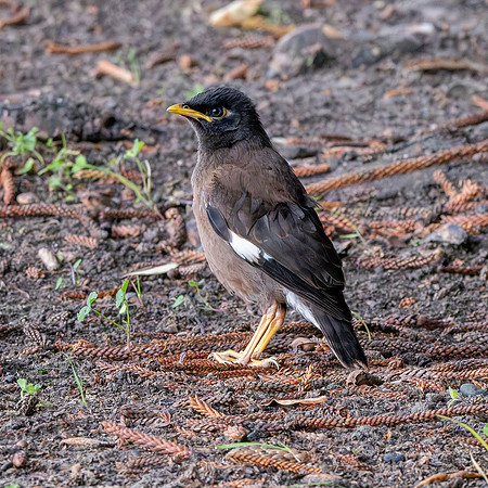 Common myna