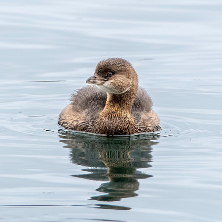 Pied billed grebe