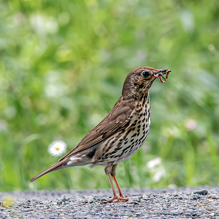 Song thrush