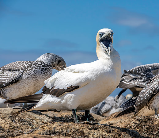 Southern, Australasian Gannet