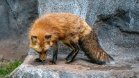 Red fox
