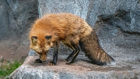 Red fox