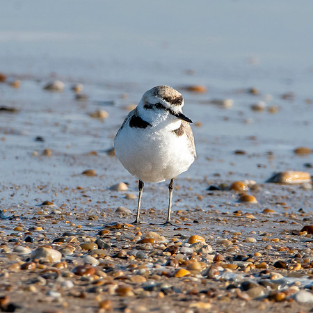 Kentish plover