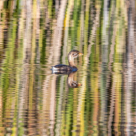 Pied billed grebe