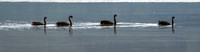 Black swan