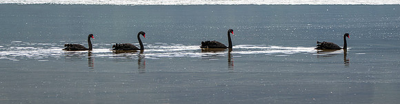 Black swan