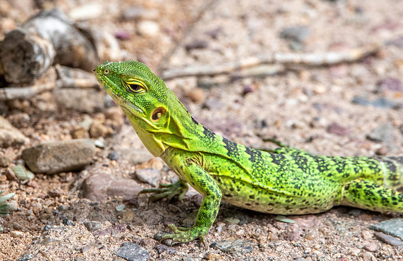Western spiny-tailed iguana