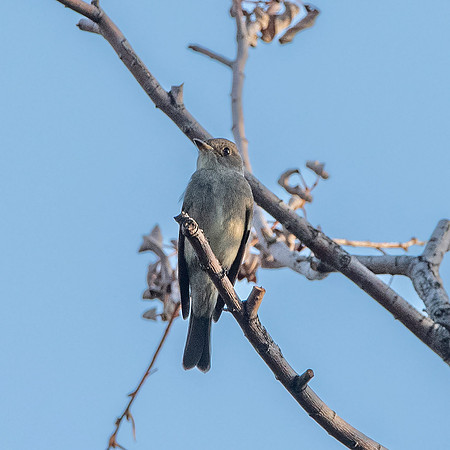 Western wood pewee