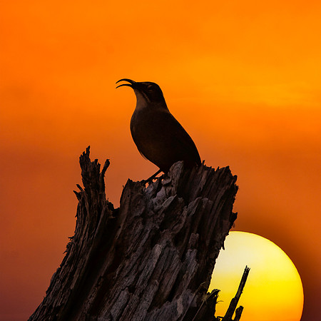 California thrasher