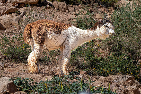 Huacaya alpaca