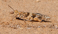 Pallid winged grasshopper