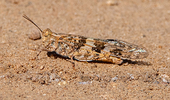 Pallid winged grasshopper