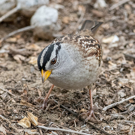 White crowned sparrow