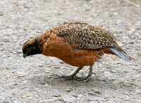 Masked bobwhite quail