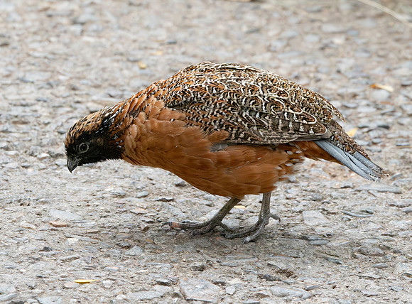 Masked bobwhite quail