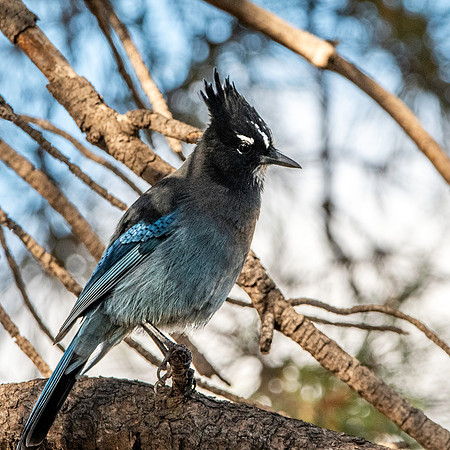 Steller's jay