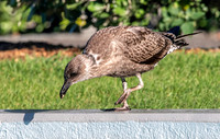 Kelp gull, immature