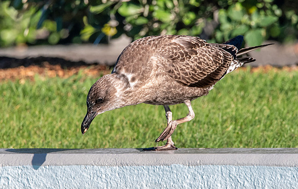 Kelp gull, immature