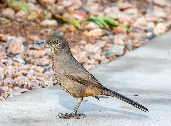 Curve-billed thrasher