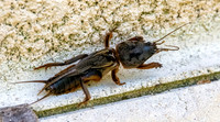 European mole cricket