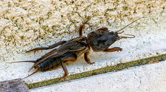 European mole cricket