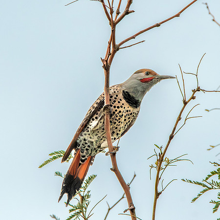 Northern flicker