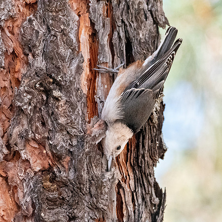 White breasted nuthatch
