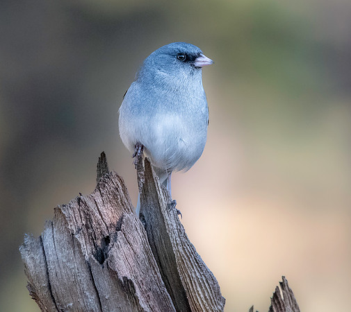 Dark eyed junco (grey headed)