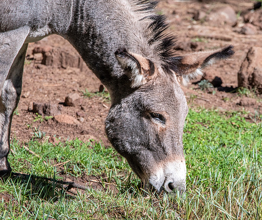 Burro