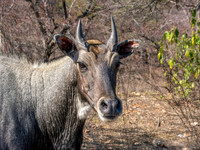 Nilgai / blue bull antelope