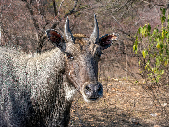 Nilgai / blue bull antelope