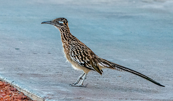 Greater roadrunner