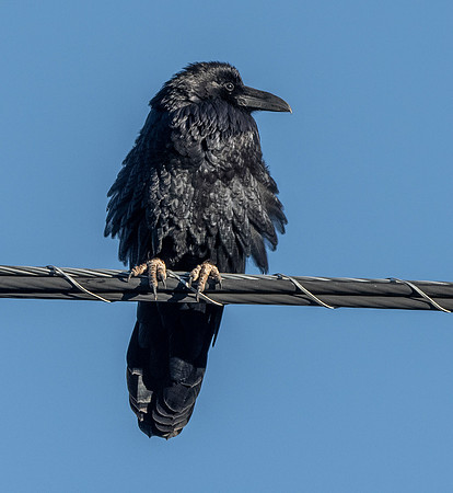 Raven