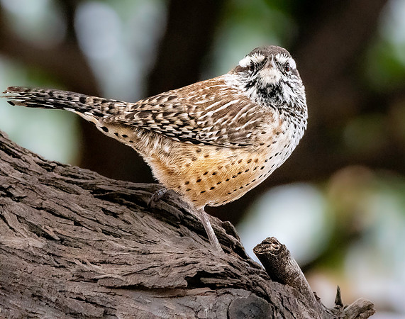 Cactus wren