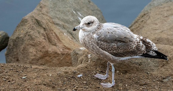 California gull