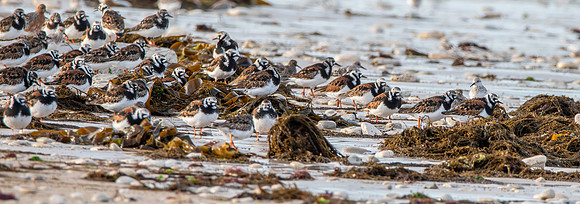 Ruddy turnstone