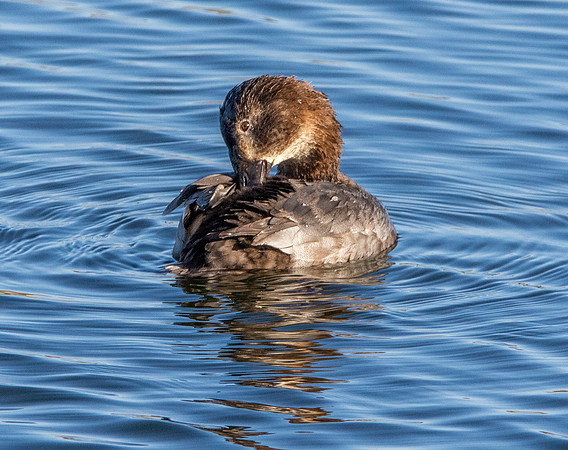 Common pochard, female