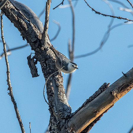White breasted nuthatch
