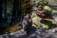 Brown teal / Pāteke