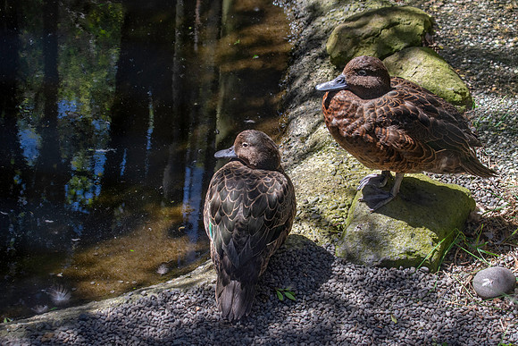 Brown teal / Pāteke