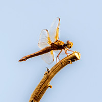 Flame skimmer dragonfly