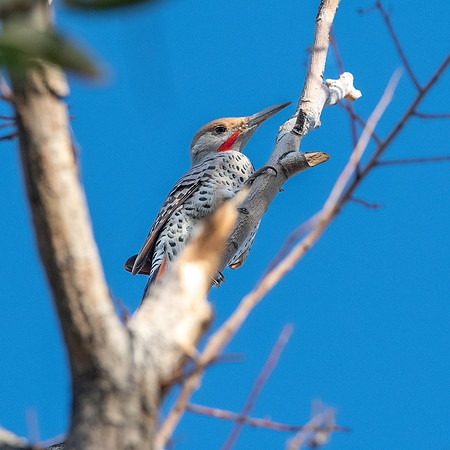 Northern flicker